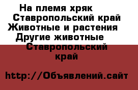 На племя хряк 1.8 - Ставропольский край Животные и растения » Другие животные   . Ставропольский край